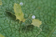Betulaphis quadrituberculata : larves émettant des phéromones d'alarme