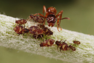 Chaitophorus populeti : colonie visitée par une fourmi