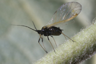 Dysaphis plantaginea : adulte ailé