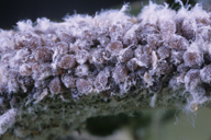 Eriosoma lanigerum : colonie