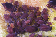 Melanaphis pyraria : colonie