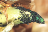 Neotoxoptera formosana : colonie sur germe d'oignon