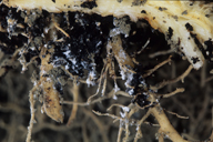 Pemphigus bursarius : colonie sur racines