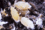 Pemphigus spp : colonie