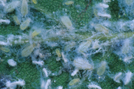 Phyllaphis fagi : colonie