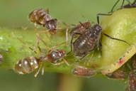 Maculolachnus submacula : présence de fourmis