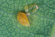 Phylloxera spp : ovipare
