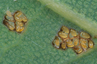 Phylloxera spp : colonie
