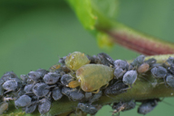 Rhopalosiphum padi : fondatrice sur Prunus padus