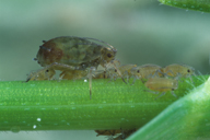 Rhopalosiphum padi : adulte aptère et larves sur blé
