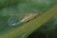 Takecallis arundicolens : ailé translucide