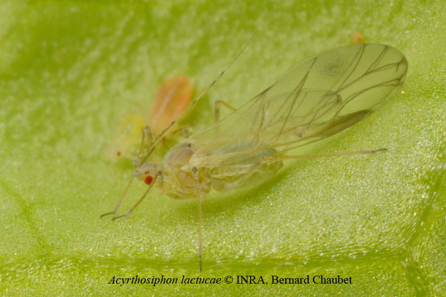 Acyrthosiphon lactucae : adulte ailé © INRA, Bernard Chaubet
