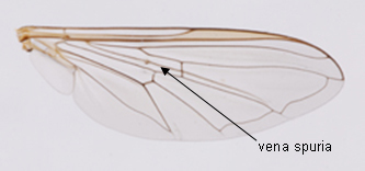 Episyrphus balteatus : détail de l'aile