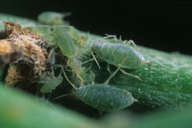 Brachycorynella asparagi : colonie