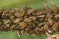 Myzus ascalonicus : colonie