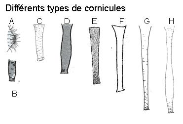 Différents types de cornicules