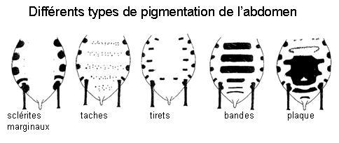Diférents types de pigmentation