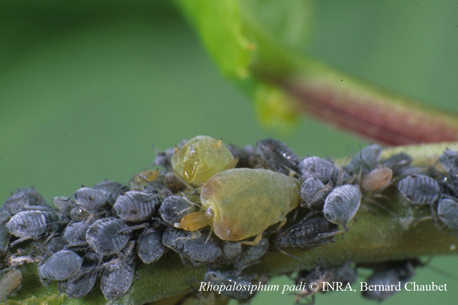 Rhopalosiphum padi : colonie sur hôte primaire (Prunus padus)