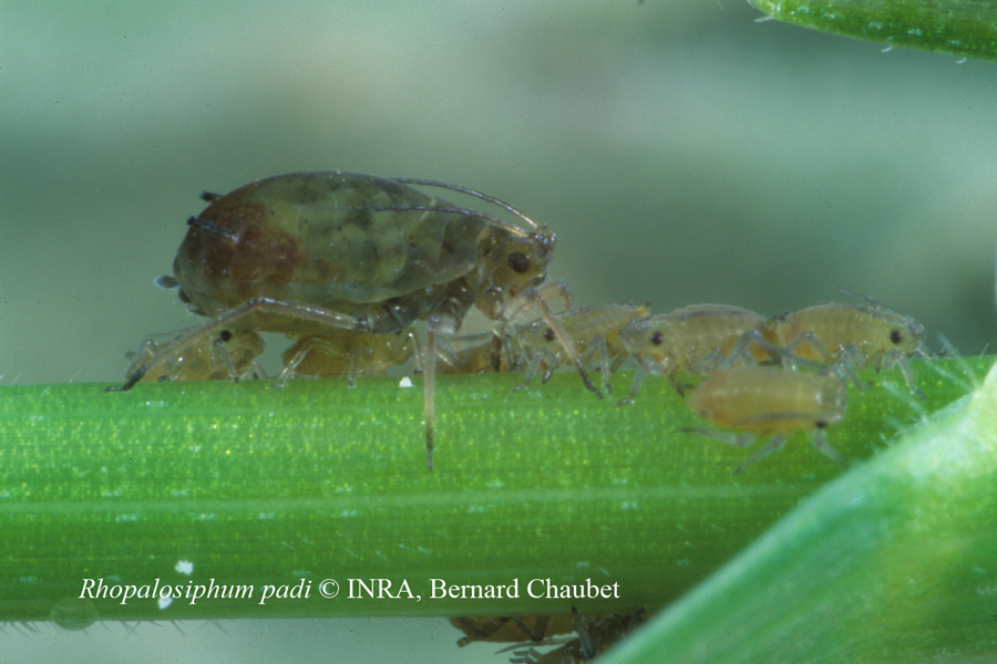 Rhopalosiphum padi : adulte aptère et colonie