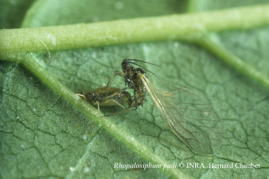 Rhopalosiphum padi : accouplement