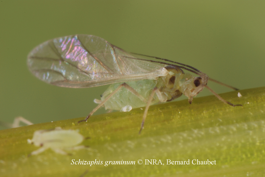 Schizaphis graminum : adulte ailé